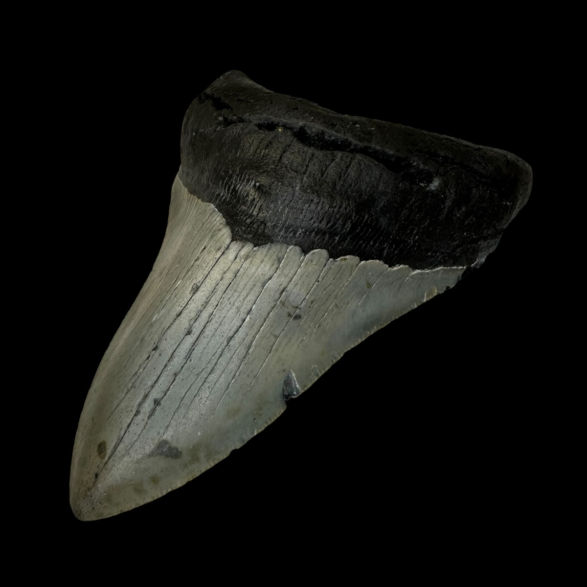 4.70" Megalodon Tooth Fossil - Image 4