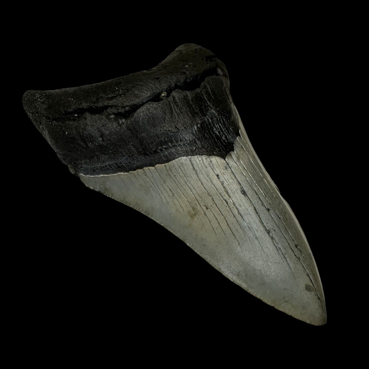 4.70" Megalodon Tooth Fossil - Image 3