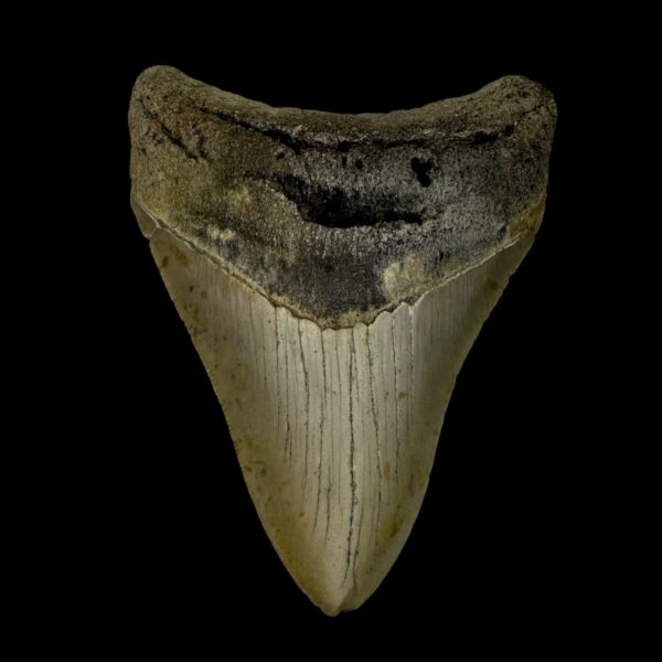 3.74" Megalodon Tooth Fossil