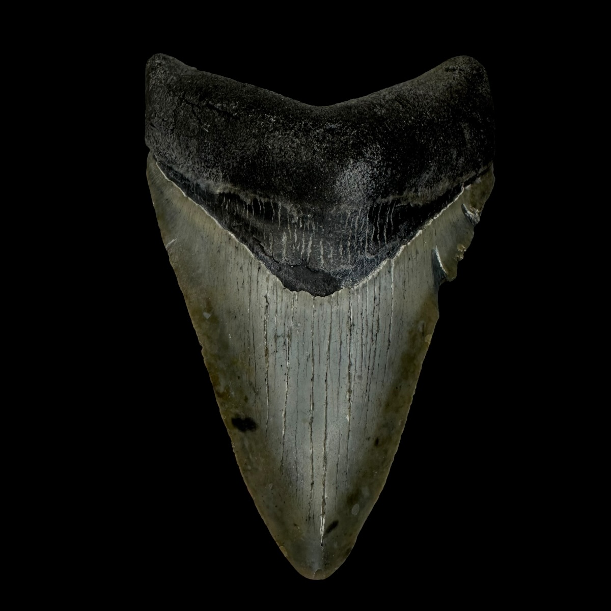 3.74" Megalodon Tooth Fossil