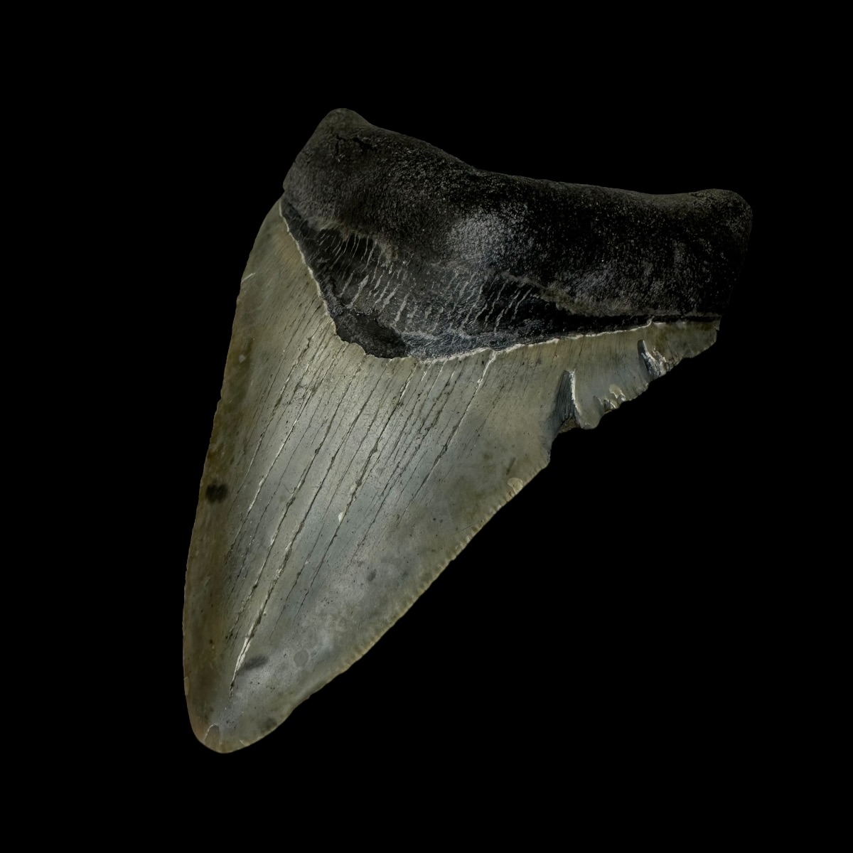 3.74" Megalodon Tooth Fossil - Image 3
