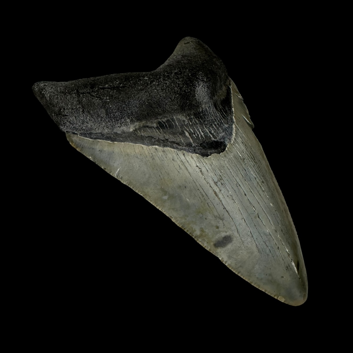 3.74" Megalodon Tooth Fossil - Image 4