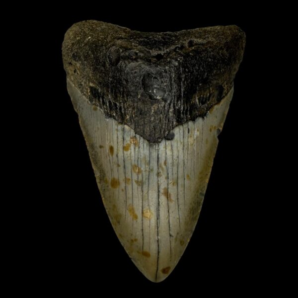 3.92" Megalodon Tooth Fossil