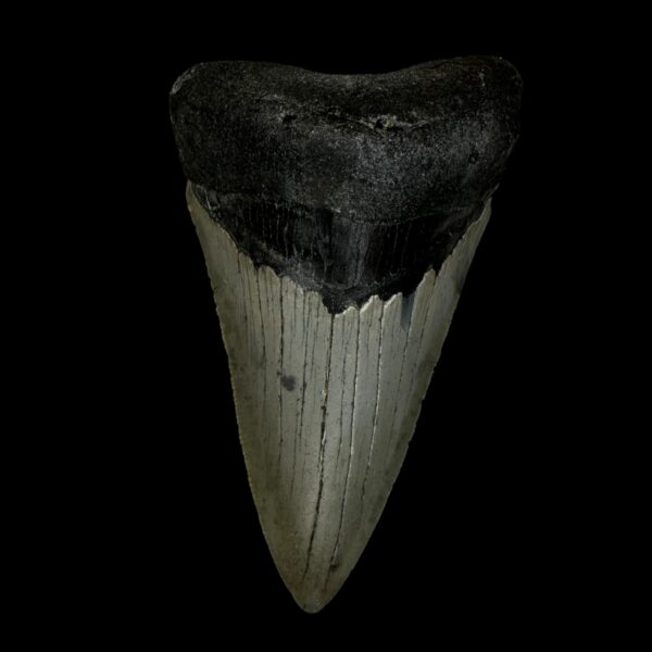3.70" Serrated Megalodon Tooth Fossil