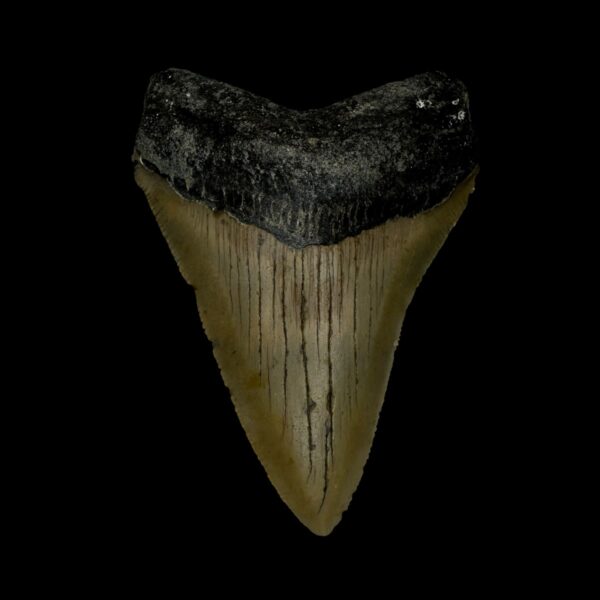 3.13" Megalodon Tooth Fossil