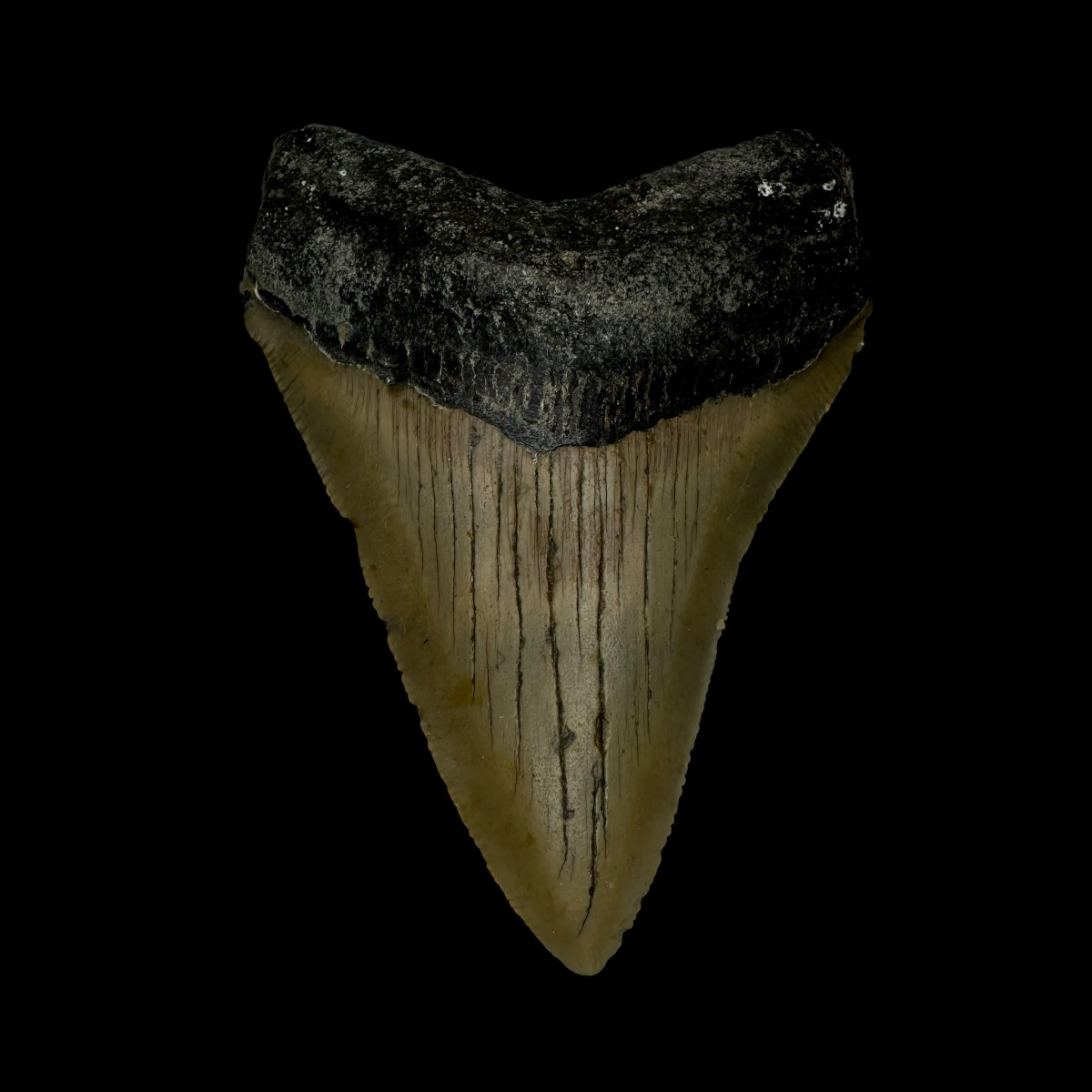 3.13" Megalodon Tooth Fossil