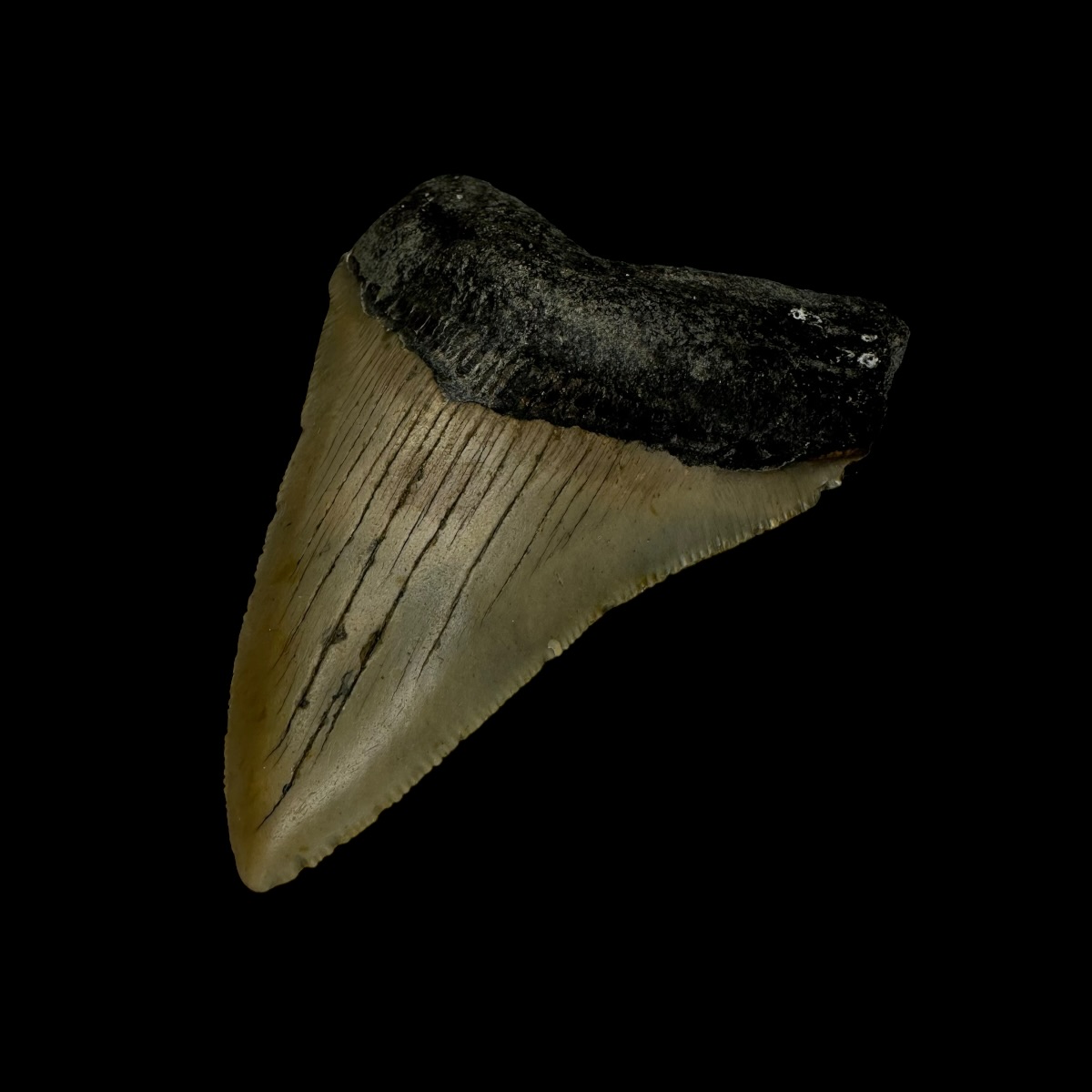 3.13" Megalodon Tooth Fossil - Image 3