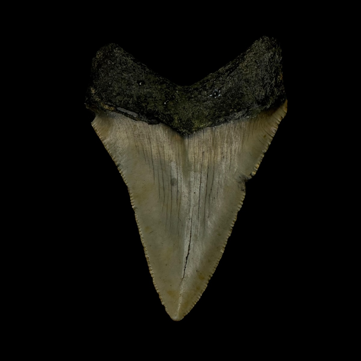 3.13" Megalodon Tooth Fossil - Image 2