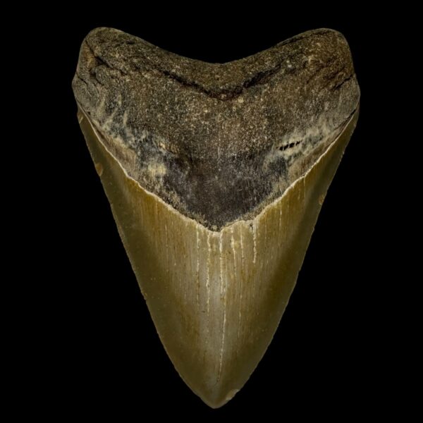 4.52" Serrated Megalodon Tooth Fossil