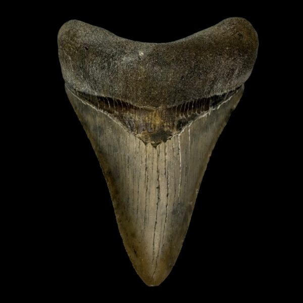 4.47" Serrated Megalodon Tooth Fossil