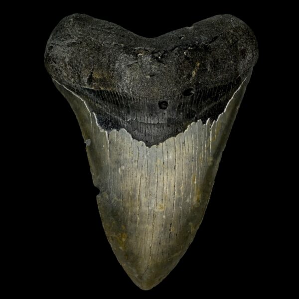 5.10" Serrated Megalodon Tooth Fossil