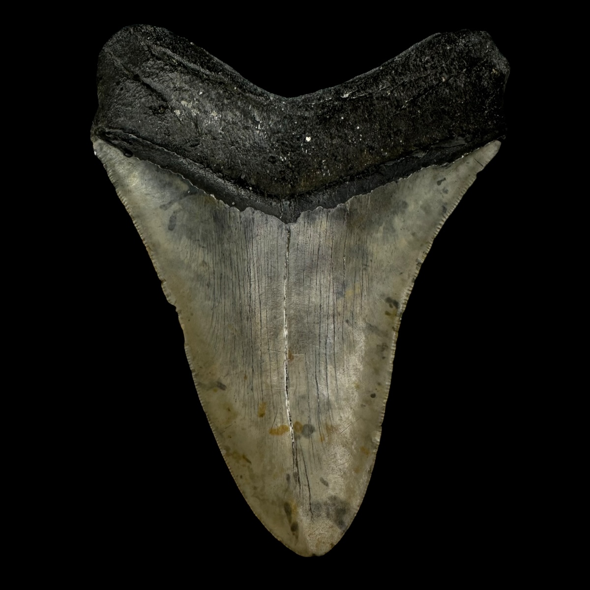 5.11" Megalodon Tooth Fossil - Image 2