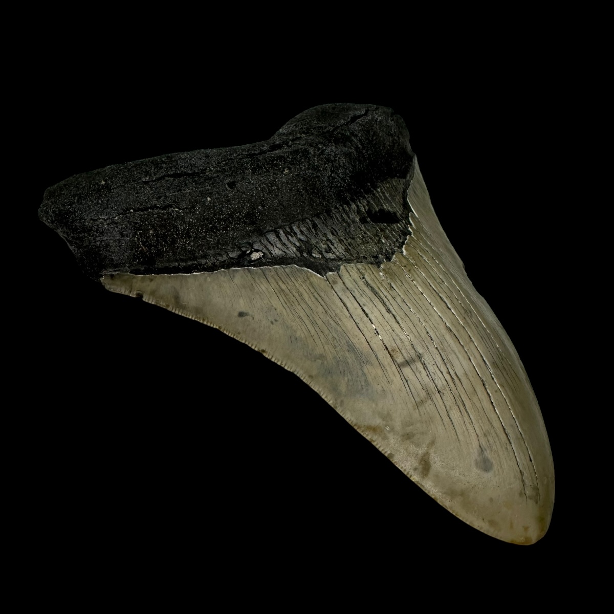 5.11" Megalodon Tooth Fossil - Image 4