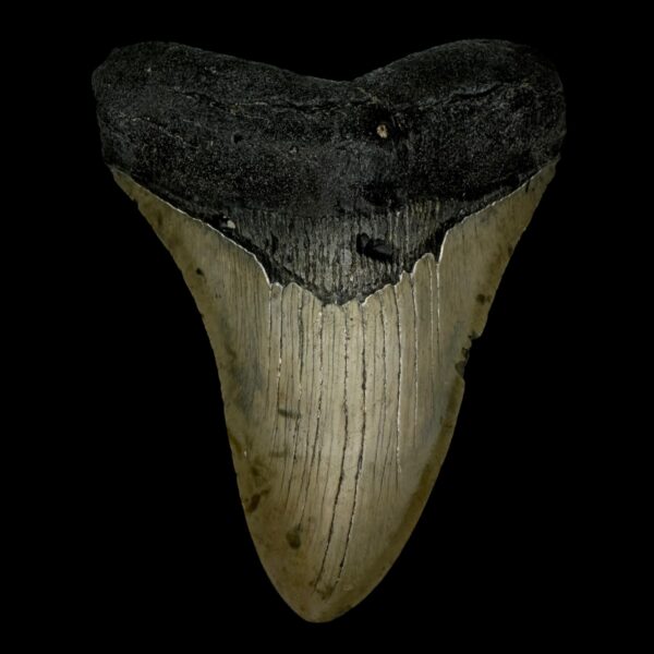 5.11" Megalodon Tooth Fossil