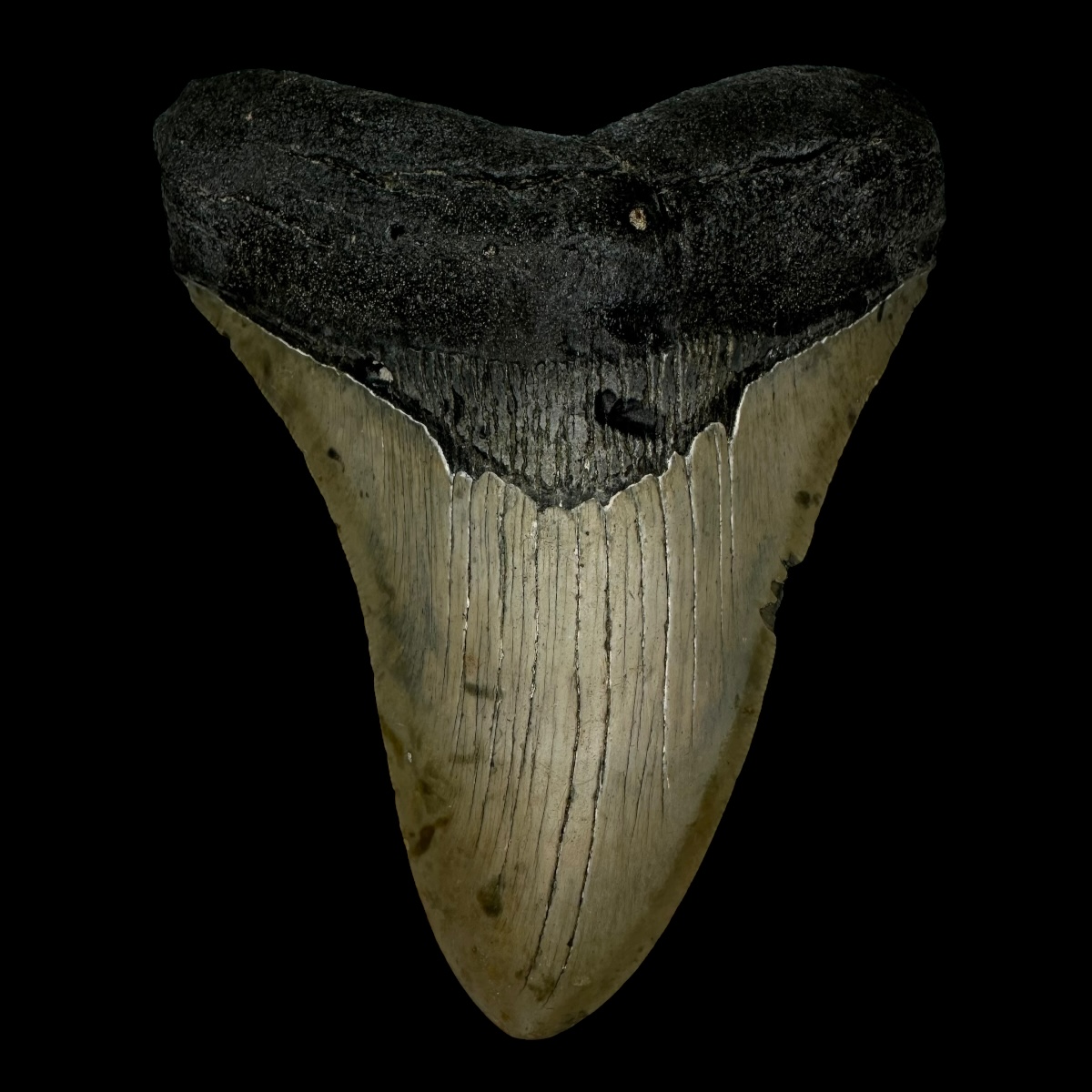 5.11" Megalodon Tooth Fossil