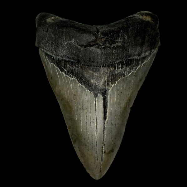 5.17" Megalodon Tooth Fossil