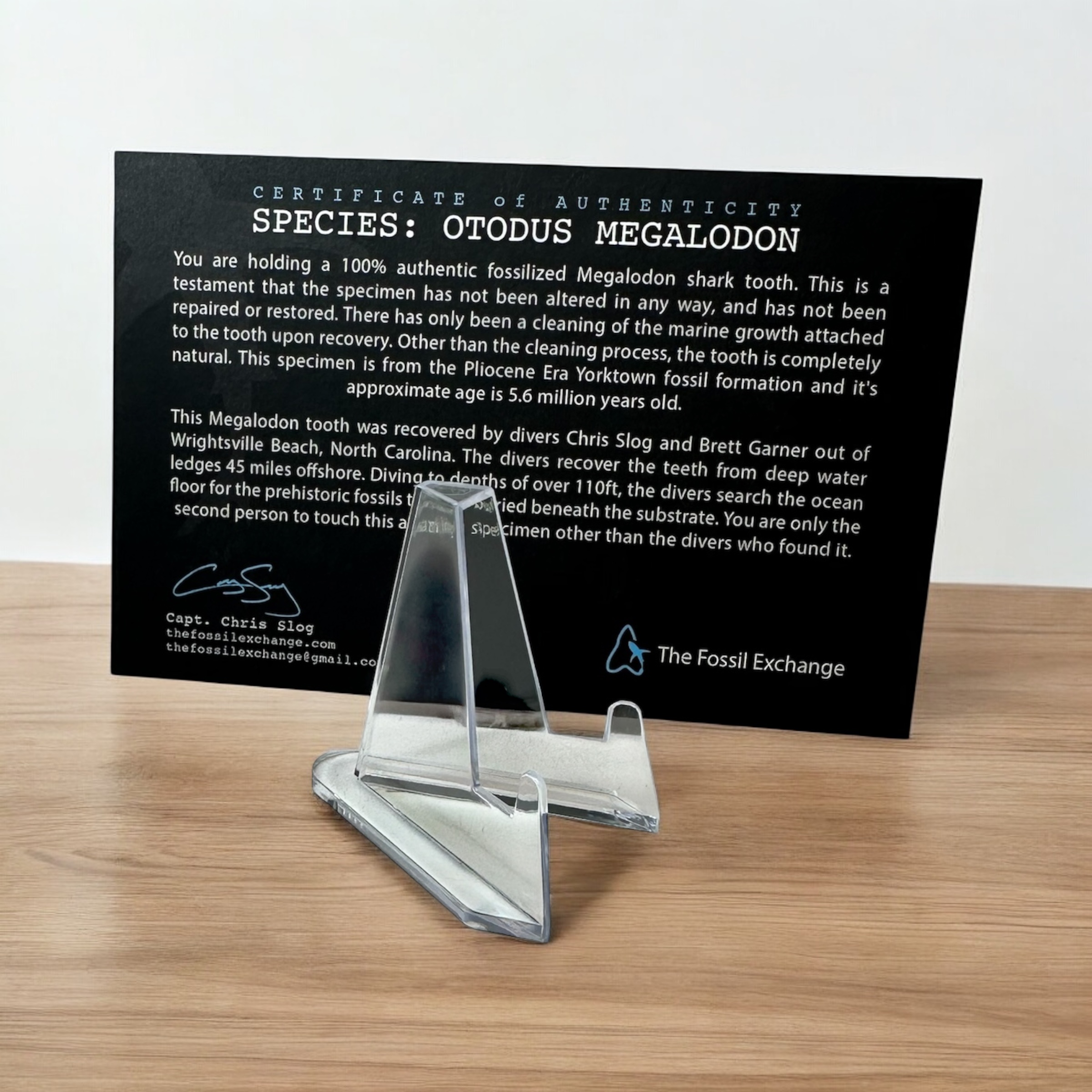 6.41" Megalodon Tooth Fossil - Image 5