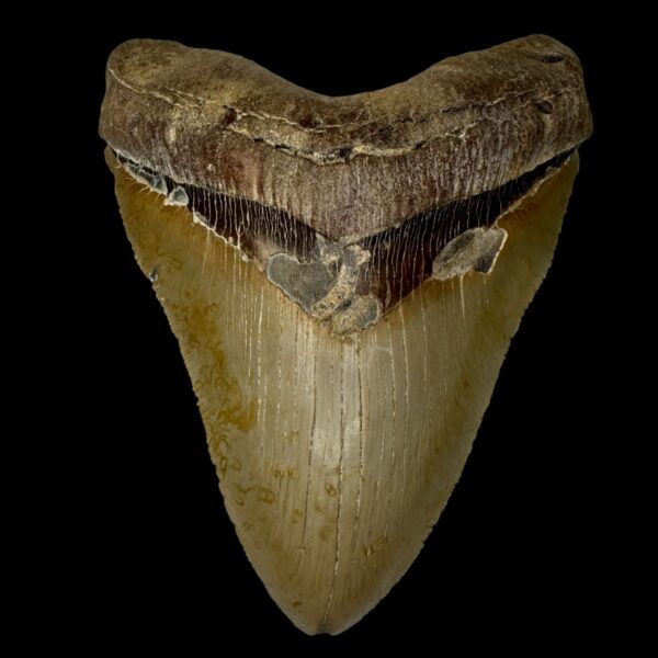 5.80" Serrated Megalodon Tooth Fossil