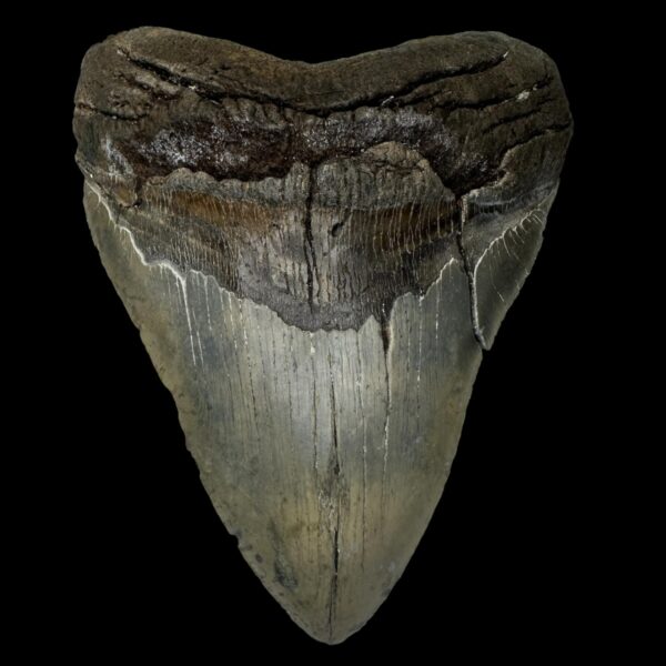 6.41" Megalodon Tooth Fossil