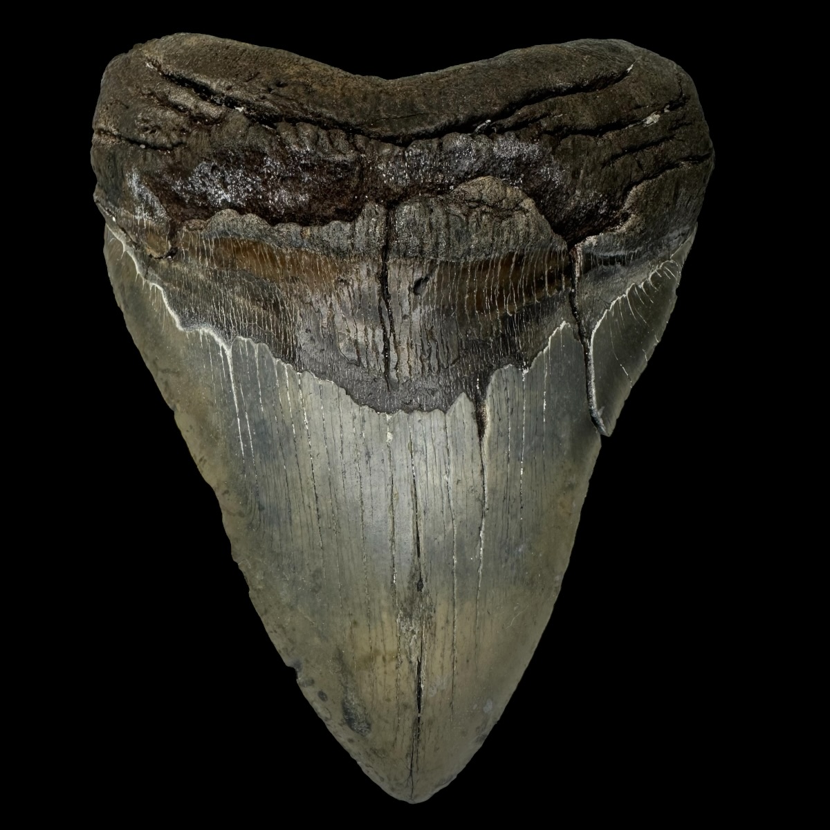 6.41" Megalodon Tooth Fossil