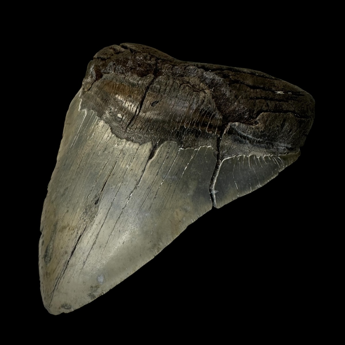 6.41" Megalodon Tooth Fossil - Image 3