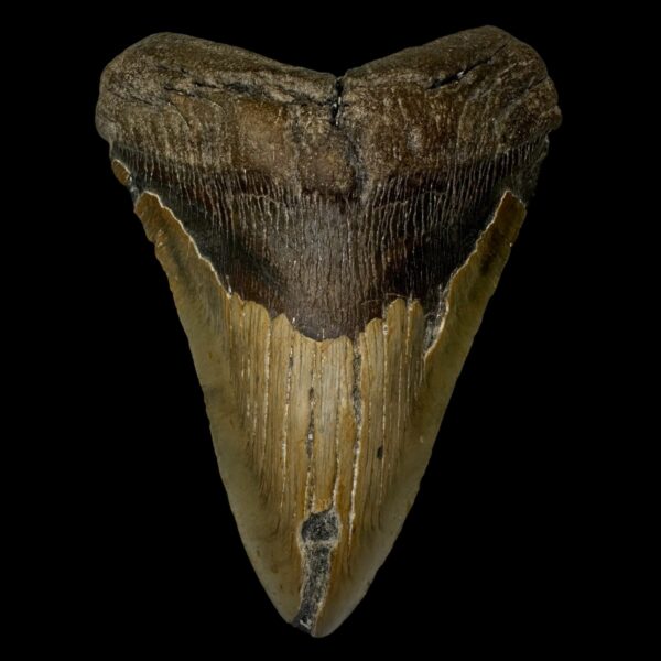 6.78" Megalodon Tooth Fossil