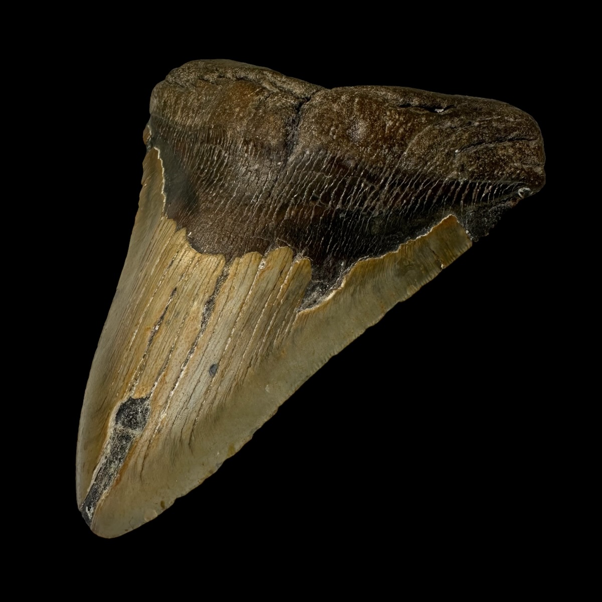 6.78" Megalodon Tooth Fossil - Image 3