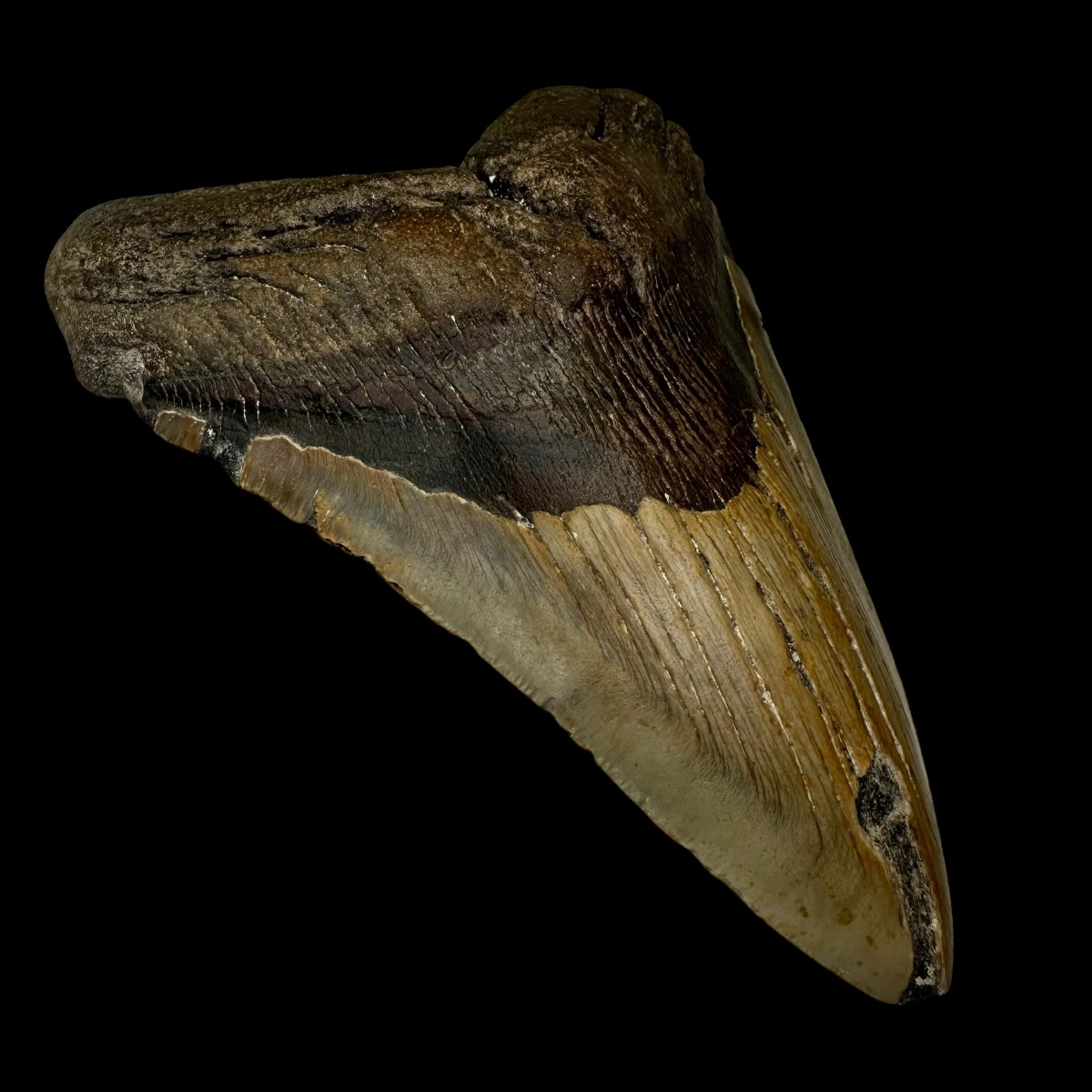 6.78" Megalodon Tooth Fossil - Image 4