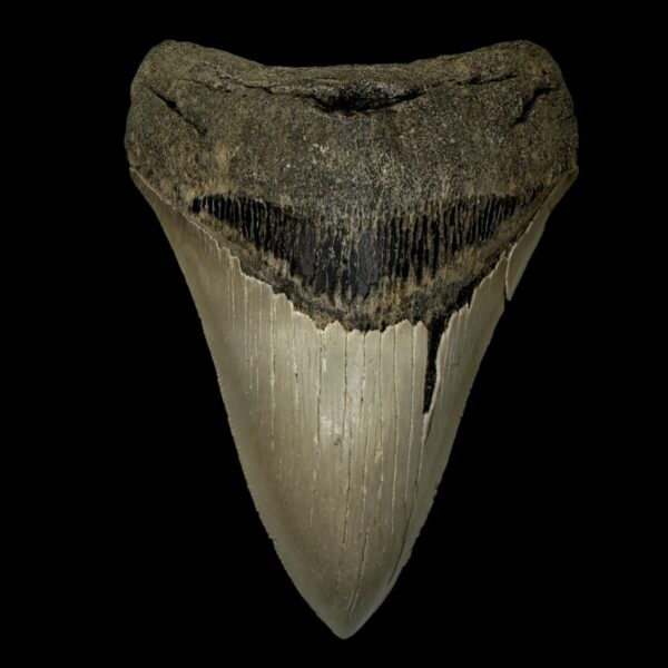 5.12" Serrated Megalodon Tooth Fossil