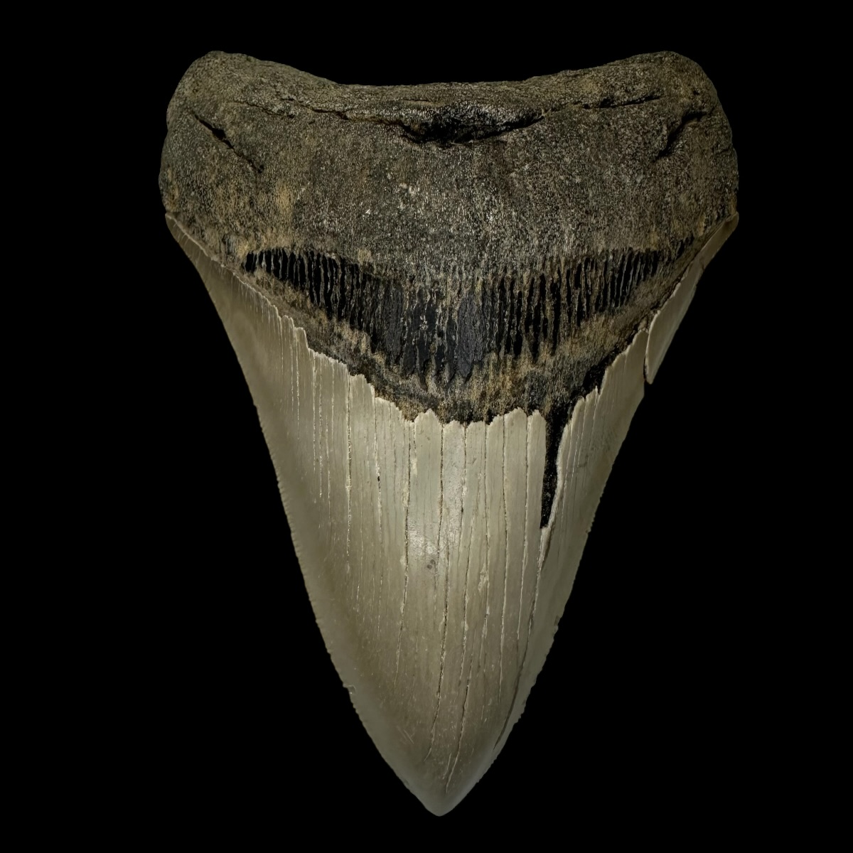 5.12" Serrated Megalodon Tooth Fossil