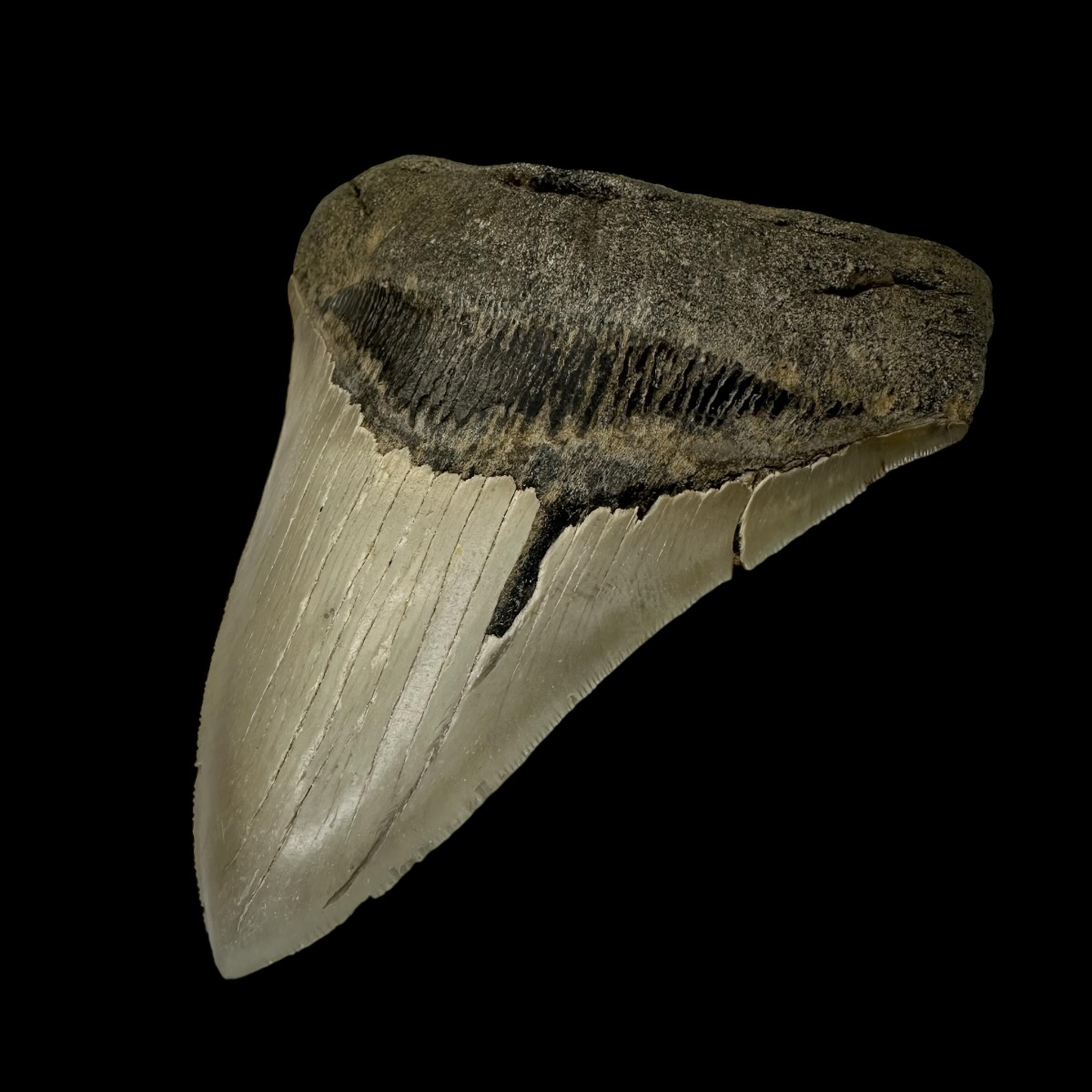 5.12" Serrated Megalodon Tooth Fossil - Image 3