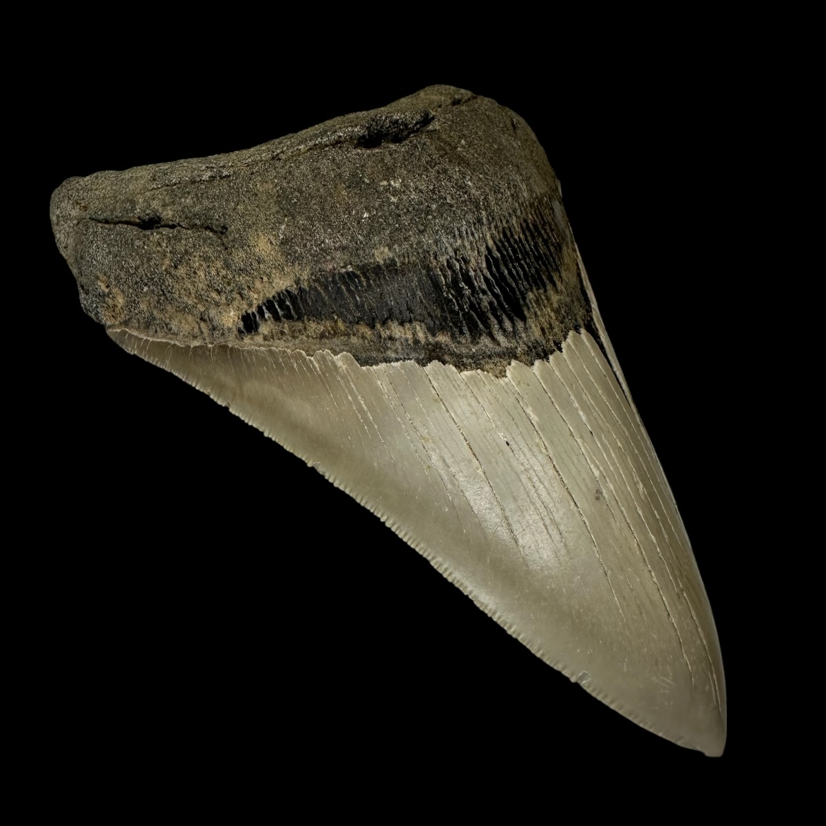 5.12" Serrated Megalodon Tooth Fossil - Image 4