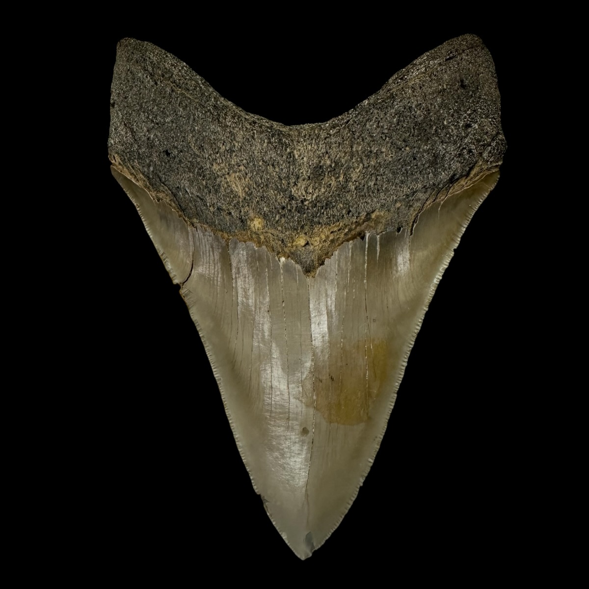 5.12" Serrated Megalodon Tooth Fossil - Image 2