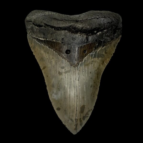 4.84" Serrated Megalodon Tooth Fossil