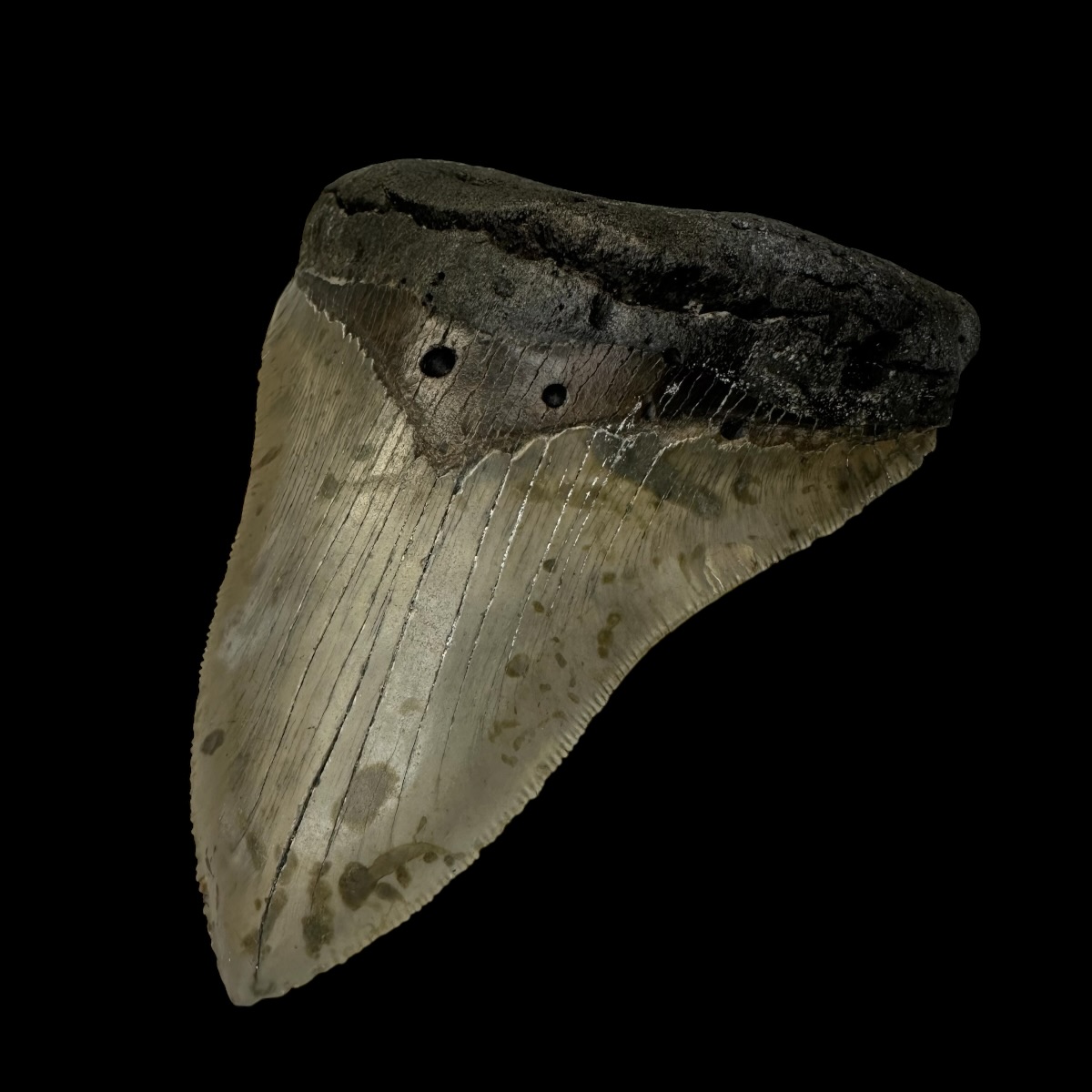 4.84" Serrated Megalodon Tooth Fossil - Image 3