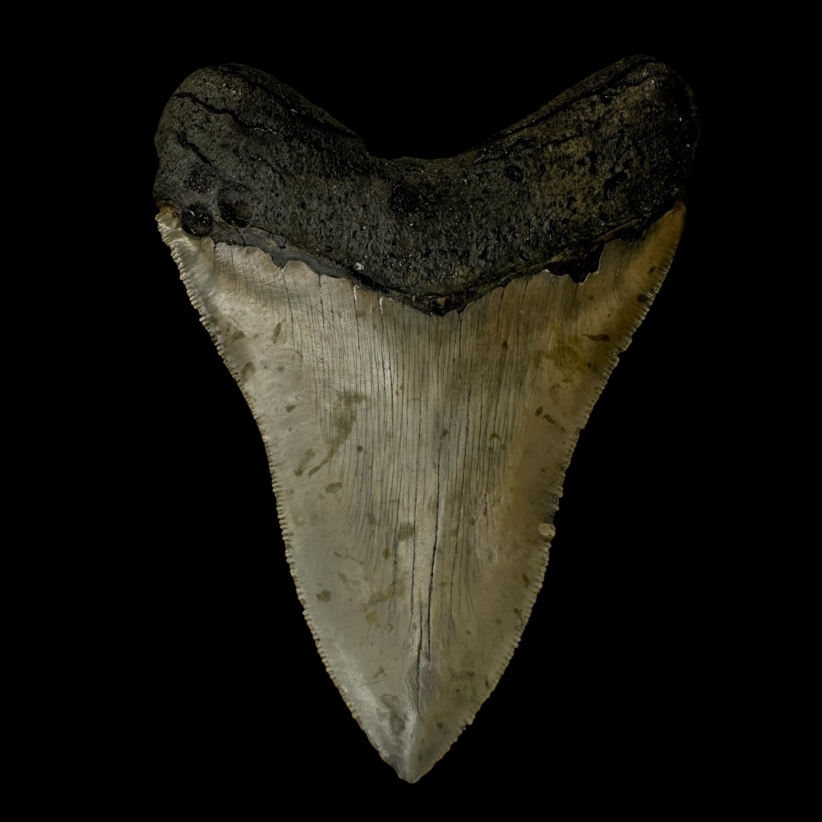 4.84" Serrated Megalodon Tooth Fossil - Image 2