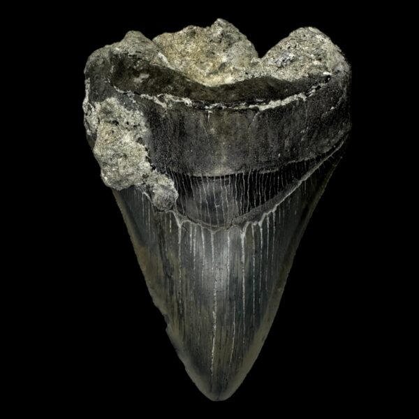 4.86" Serrated Megalodon Tooth Fossil