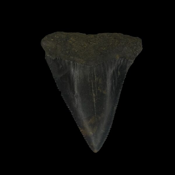 Great White Tooth Fossil 2.34"