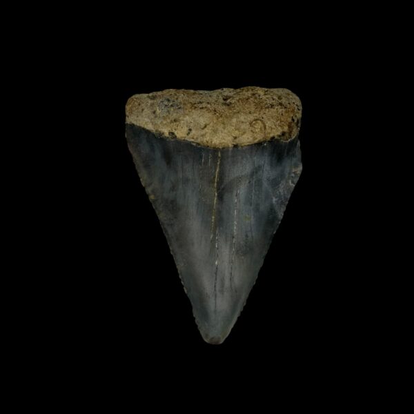 Great White Tooth Fossil 2.16"