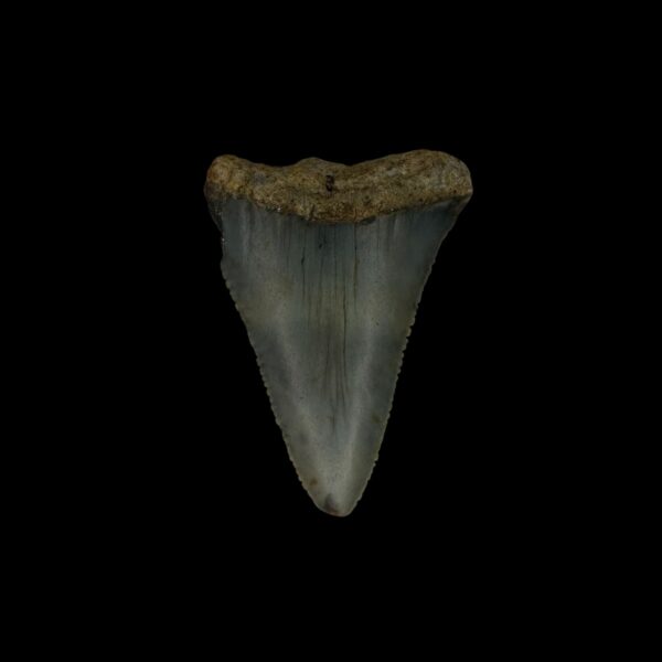 Great White Tooth Fossil 1.82"