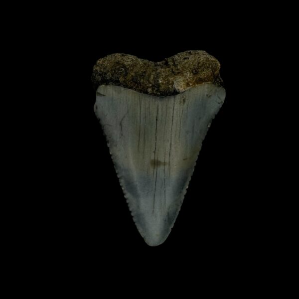 Great White Tooth Fossil 1.81"