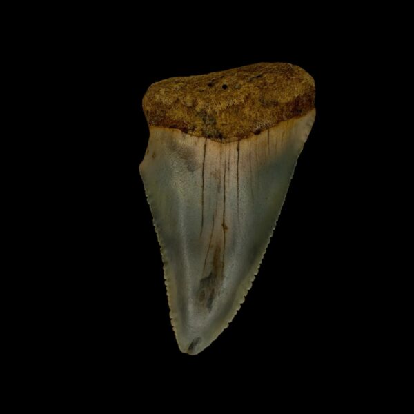 Great White Tooth Fossil 2.18"