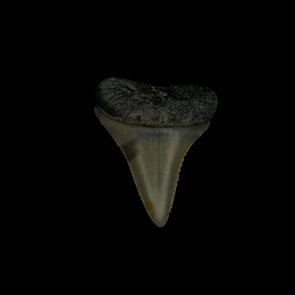 Great White Tooth Fossil 1.40"