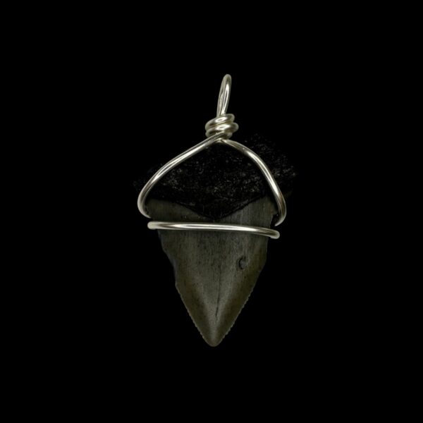 1.43" Megalodon Tooth Pendant