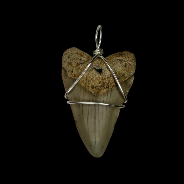 1.75" Megalodon Tooth Pendant