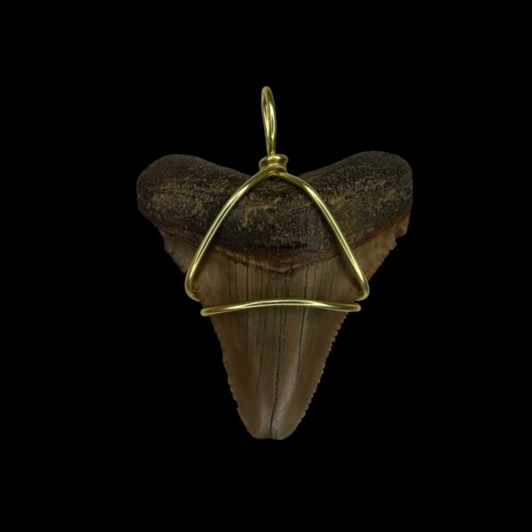 1.70" Megalodon Tooth Pendant
