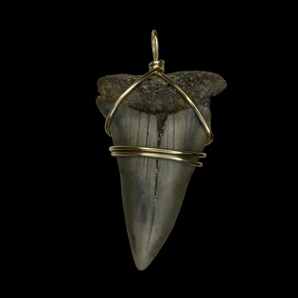 2.47" Mako Tooth Pendant