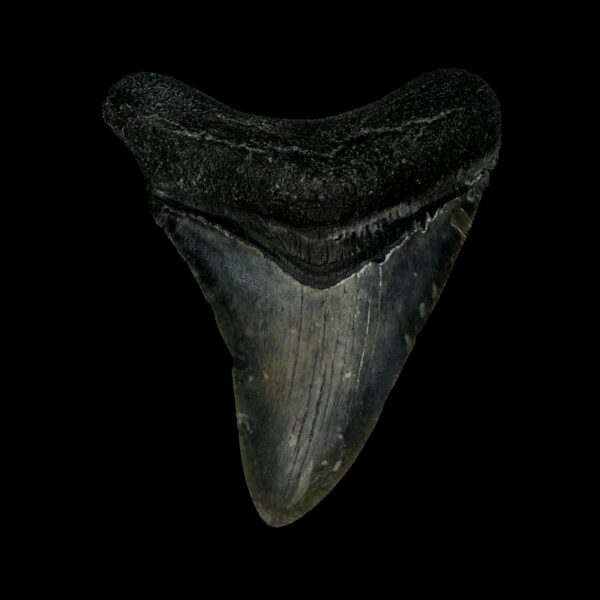 3.45" Megalodon Tooth Fossil