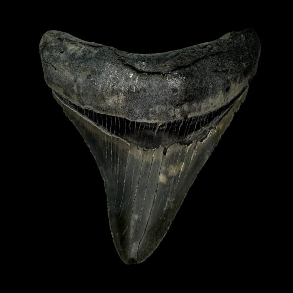 3.81" Serrated Megalodon Tooth Fossil