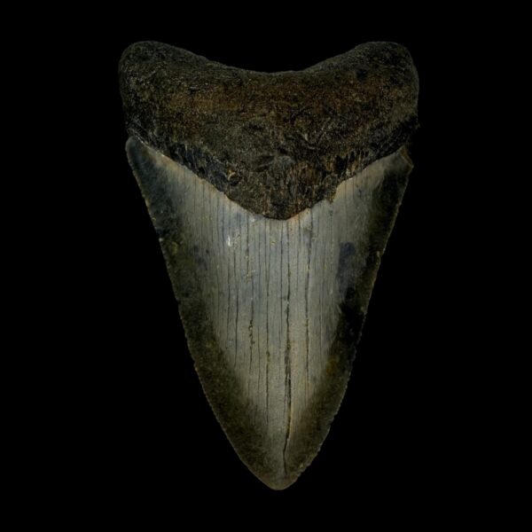 3.61" Megalodon Tooth Fossil